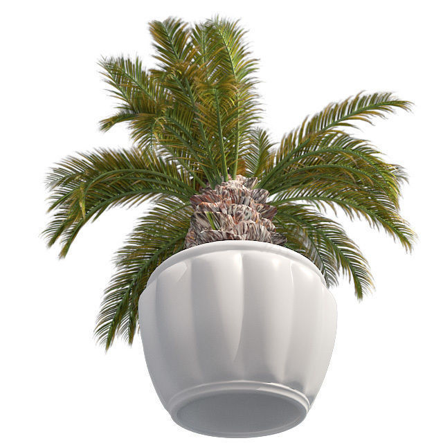 Sago Palm in Pot Low-poly 3D model_3