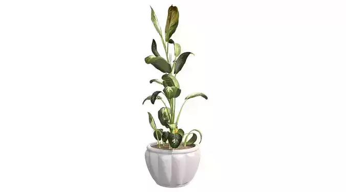Tropical Snow plant in Pot Low-poly 3D model