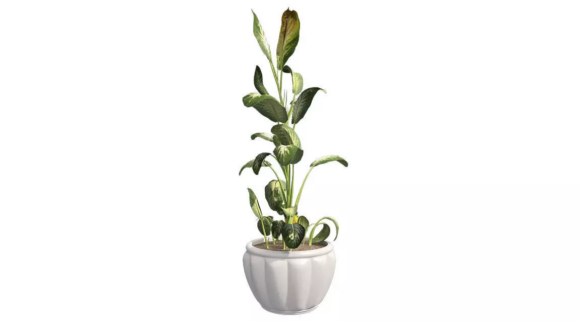 Tropical Snow plant in Pot Low-poly 3D model_0