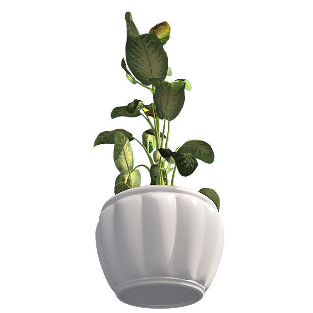 Tropical Snow plant in Pot Low-poly 3D model_3