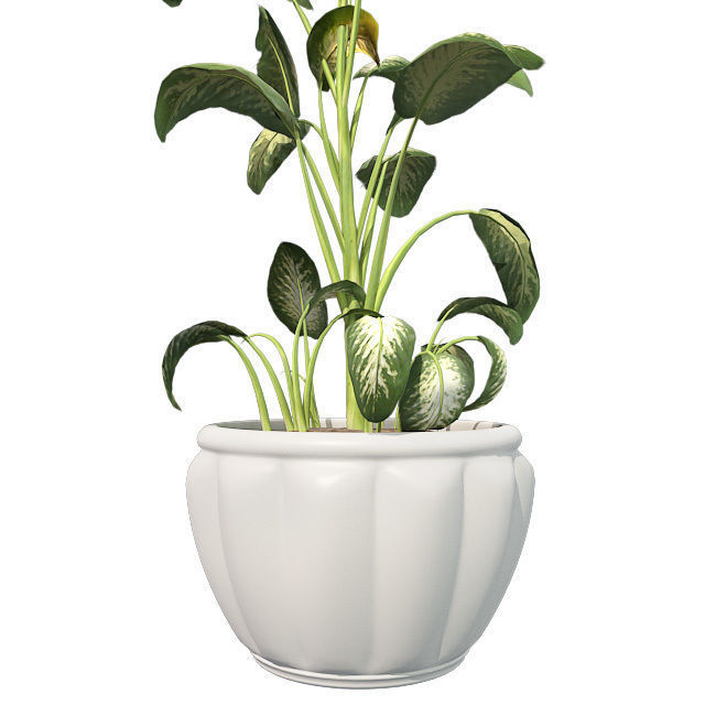 Tropical Snow plant in Pot Low-poly 3D model_4