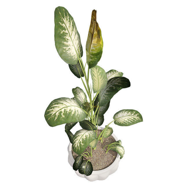 Tropical Snow plant in Pot Low-poly 3D model_2