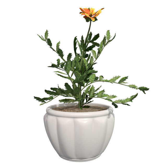 Marigold Flower in Pot Low-poly 3D model_1