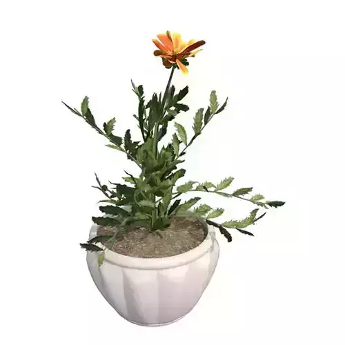Marigold Flower in Pot Low-poly 3D model