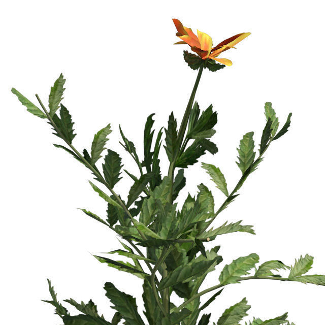 Marigold Flower in Pot Low-poly 3D model_5