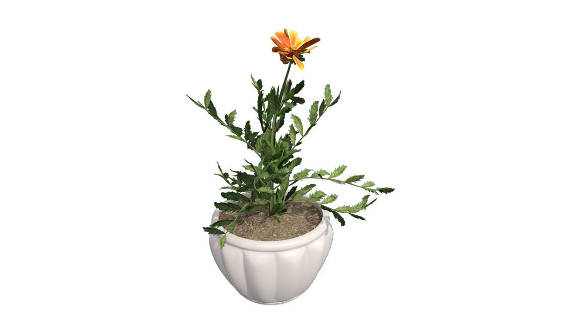 Marigold Flower in Pot Low-poly 3D model_2