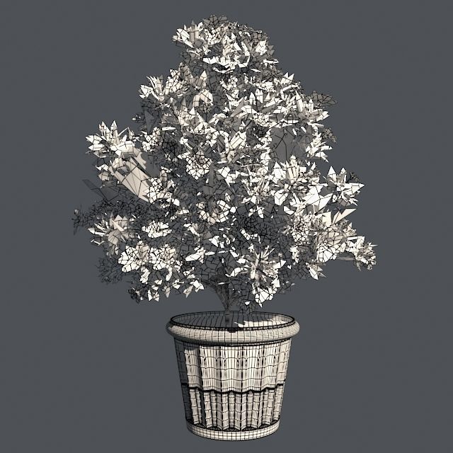 Azalea Flowers Pink and white in Pot - 2 Versions Low-poly 3D model_5