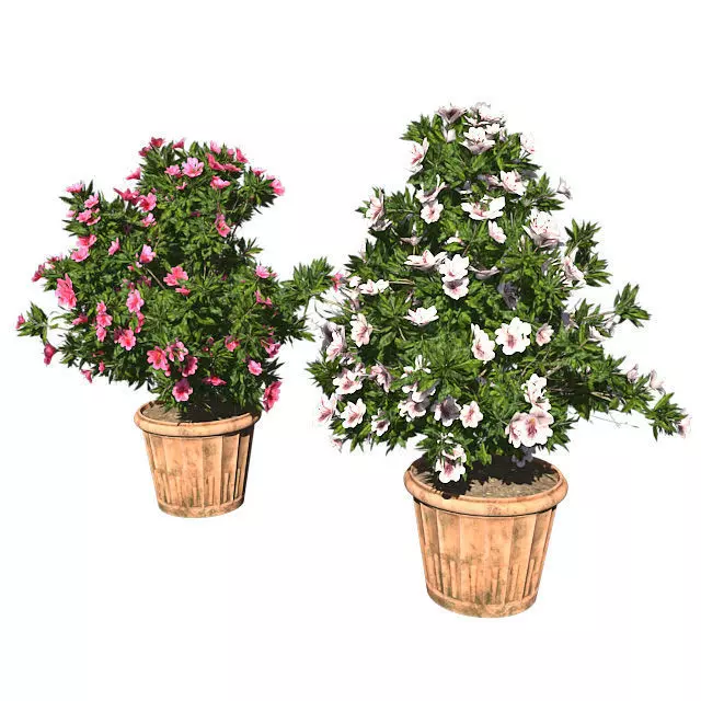Azalea Flowers Pink and white in Pot - 2 Versions Low-poly 3D model_0