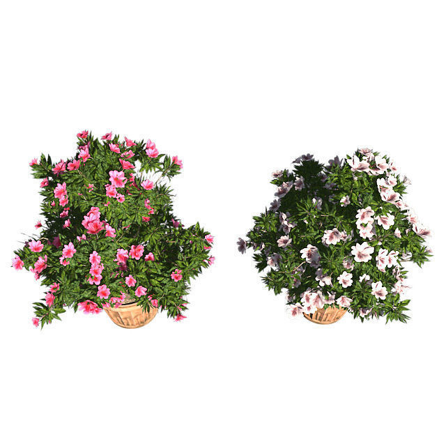 Azalea Flowers Pink and white in Pot - 2 Versions Low-poly 3D model_3