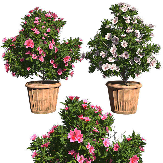 Azalea Flowers Pink and white in Pot - 2 Versions Low-poly 3D model_1