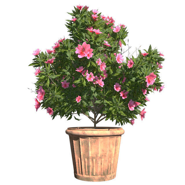 Azalea Flowers Pink and white in Pot - 2 Versions Low-poly 3D model_6