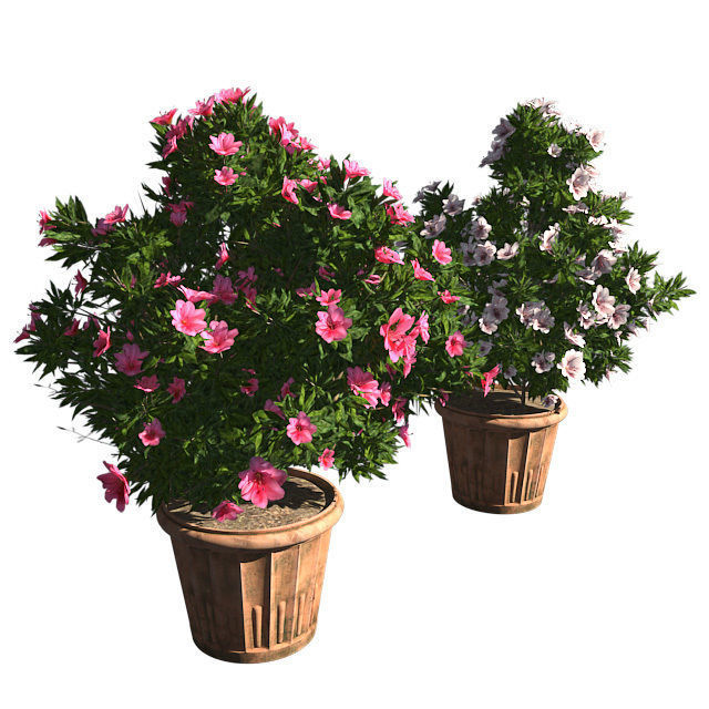 Azalea Flowers Pink and white in Pot - 2 Versions Low-poly 3D model_2
