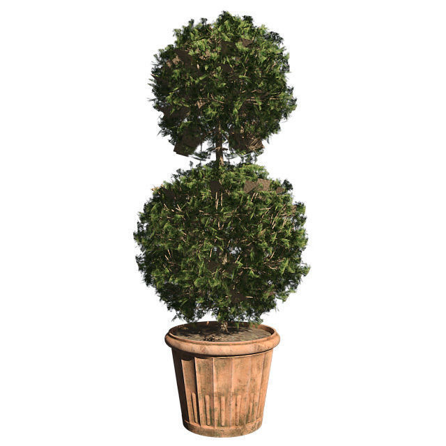 American Boxwood in Pot Low-poly 3D model_1