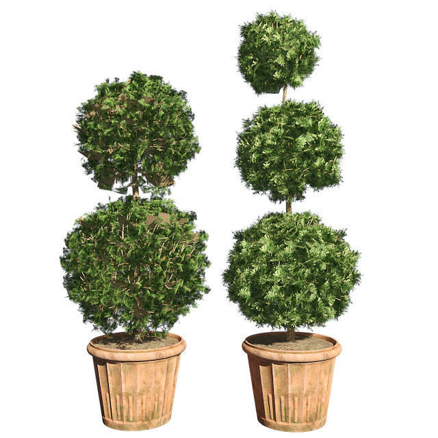 American Boxwood in Pot Low-poly 3D model_2