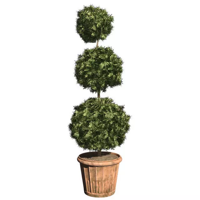 American Boxwood in Pot Low-poly 3D model_0
