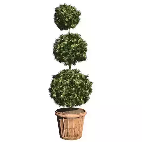 American Boxwood in Pot Low-poly 3D model