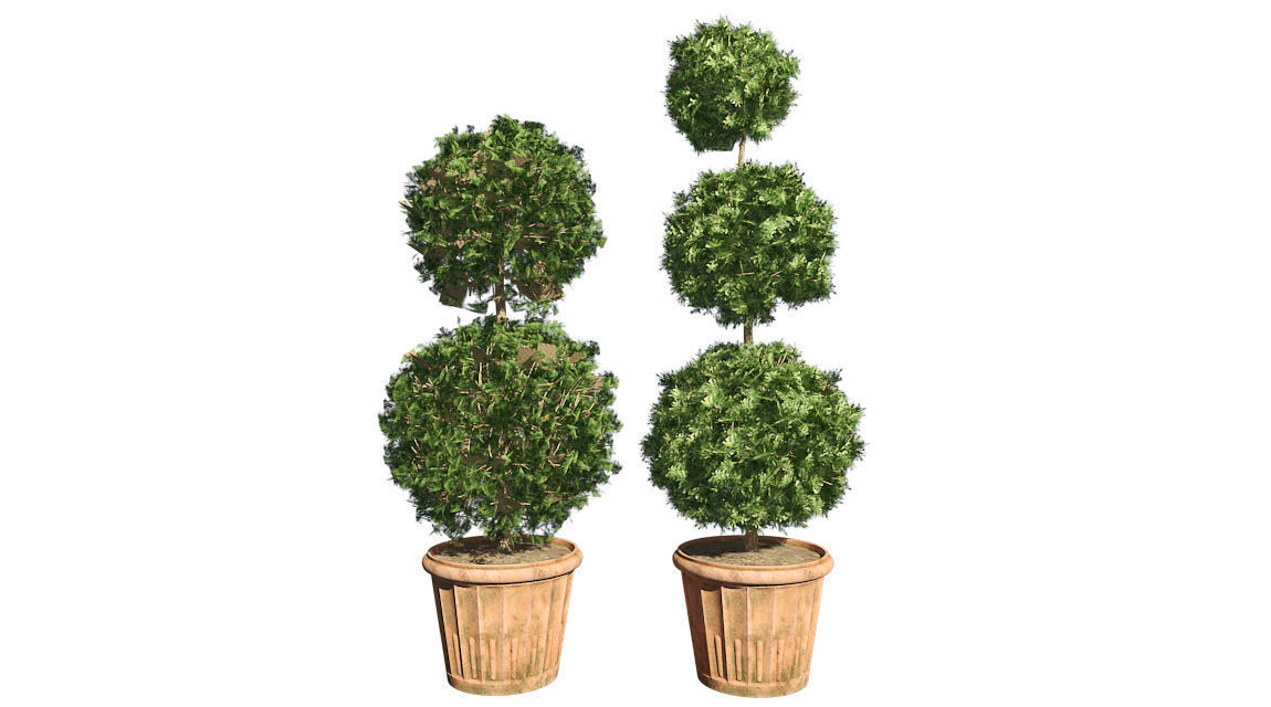 American Boxwood in Pot Low-poly 3D model_3