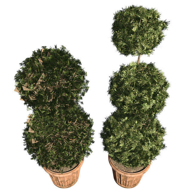 American Boxwood in Pot Low-poly 3D model_4