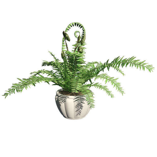Boston Fern in Pot Double Low-poly 3D model_1