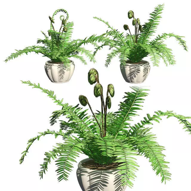 Boston Fern in Pot Double Low-poly 3D model_0