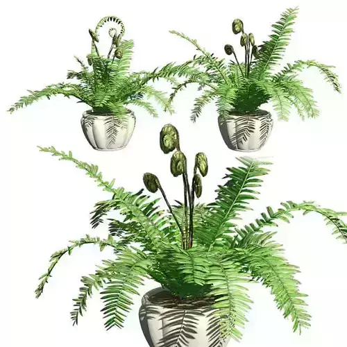Boston Fern in Pot Double Low-poly 3D model