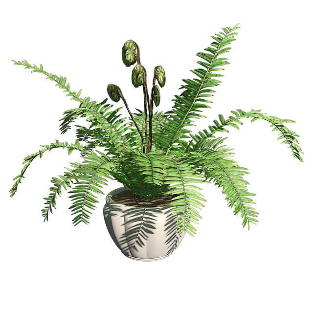 Boston Fern in Pot Double Low-poly 3D model_2
