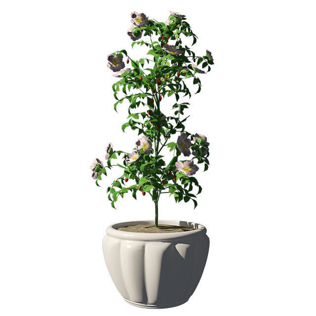 Dog Rose in Pot Low-poly 3D model_4