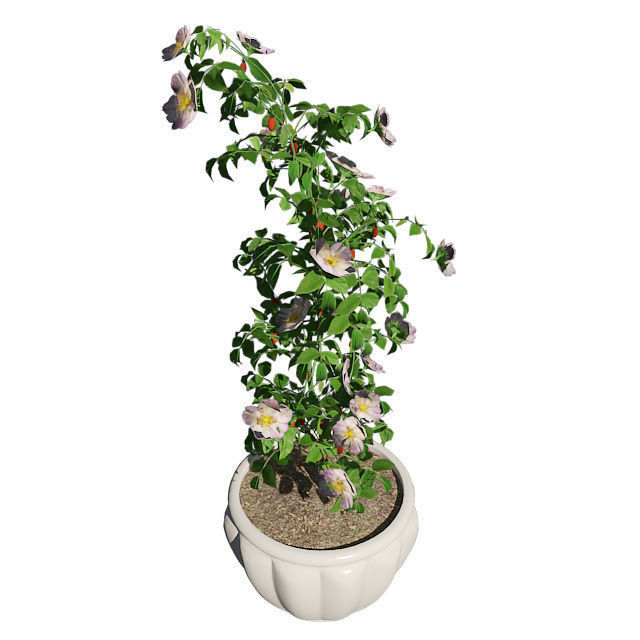 Dog Rose in Pot Low-poly 3D model_2