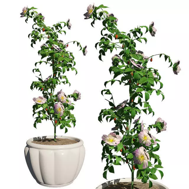 Dog Rose in Pot Low-poly 3D model_0