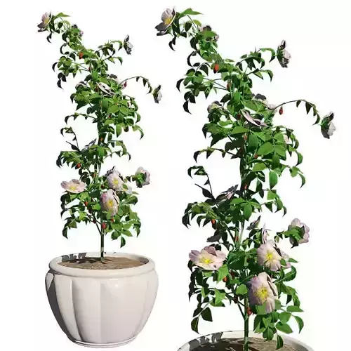 Dog Rose in Pot Low-poly 3D model