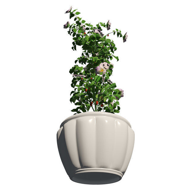 Dog Rose in Pot Low-poly 3D model_3