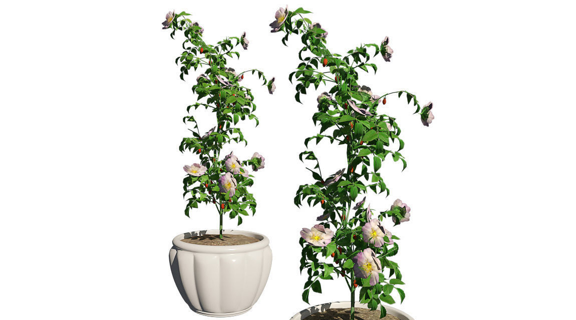 Dog Rose in Pot Low-poly 3D model_1