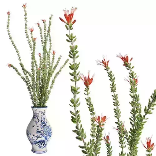 Ocotillo Spring in Vase Low-poly 3D model