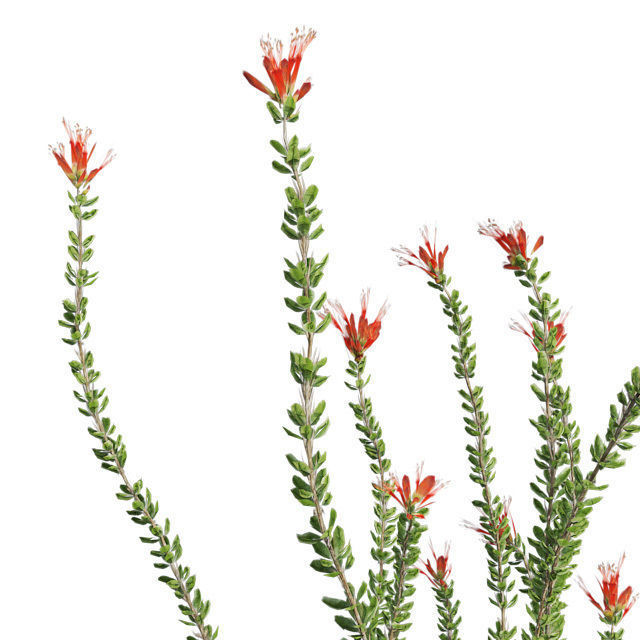 Ocotillo Spring in Vase Low-poly 3D model_3