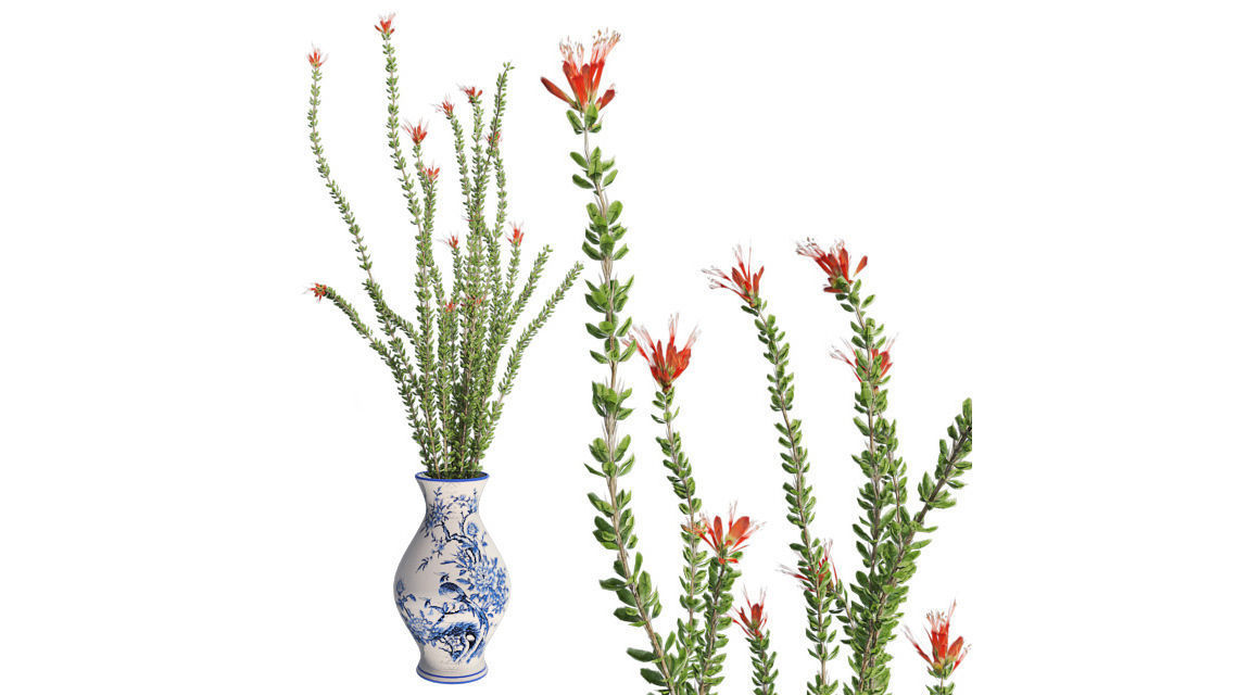Ocotillo Spring in Vase Low-poly 3D model_1