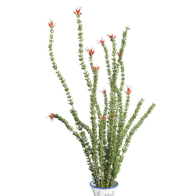Ocotillo Spring in Vase Low-poly 3D model_2