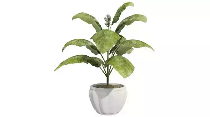 Tobacco in Pot Plant