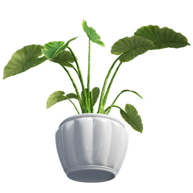 Elephant ear in Pot Plant Low-poly 3D model_3