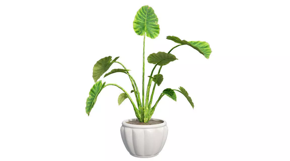 Elephant ear in Pot Plant Low-poly 3D model_0
