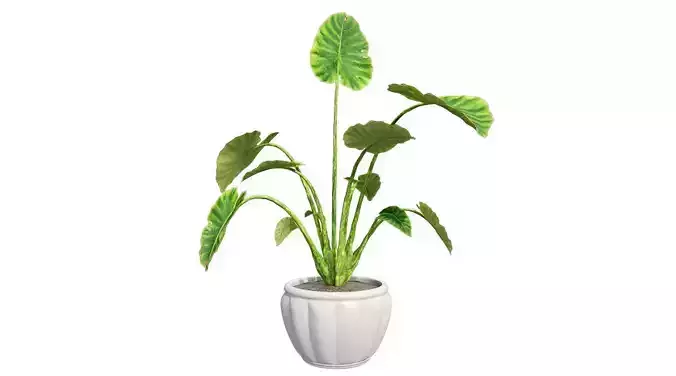 Elephant ear in Pot Plant Low-poly 3D model