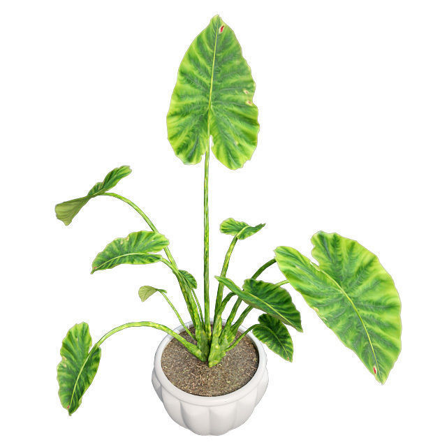 Elephant ear in Pot Plant Low-poly 3D model_2