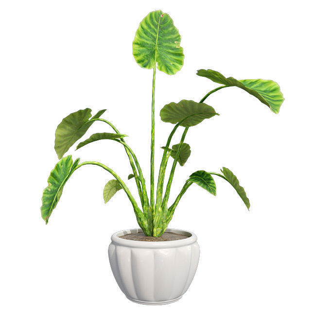 Elephant ear in Pot Plant Low-poly 3D model_1