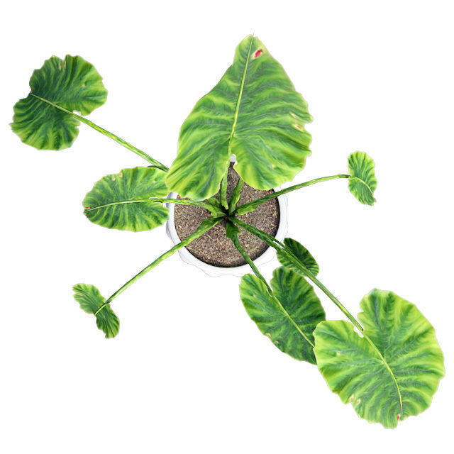 Elephant ear in Pot Plant Low-poly 3D model_4