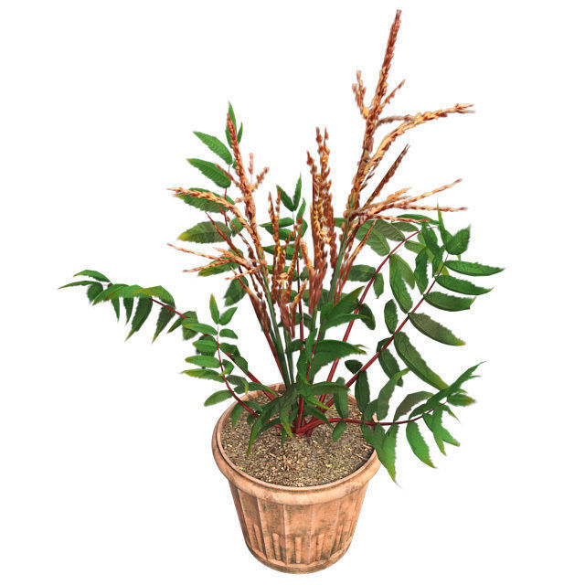 False Spirea in Pot Low-poly 3D model_2