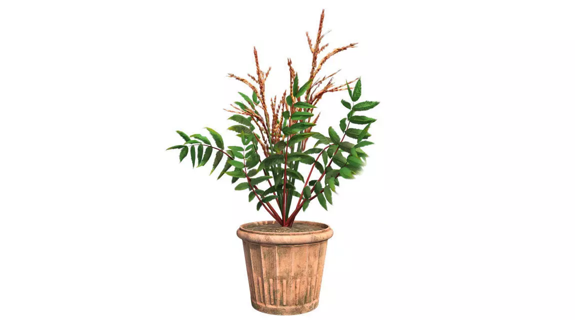 False Spirea in Pot Low-poly 3D model_0