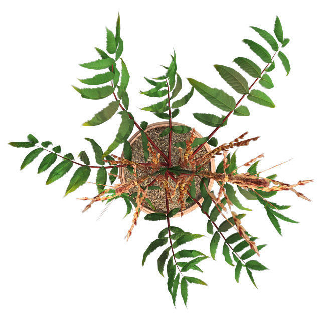 False Spirea in Pot Low-poly 3D model_3