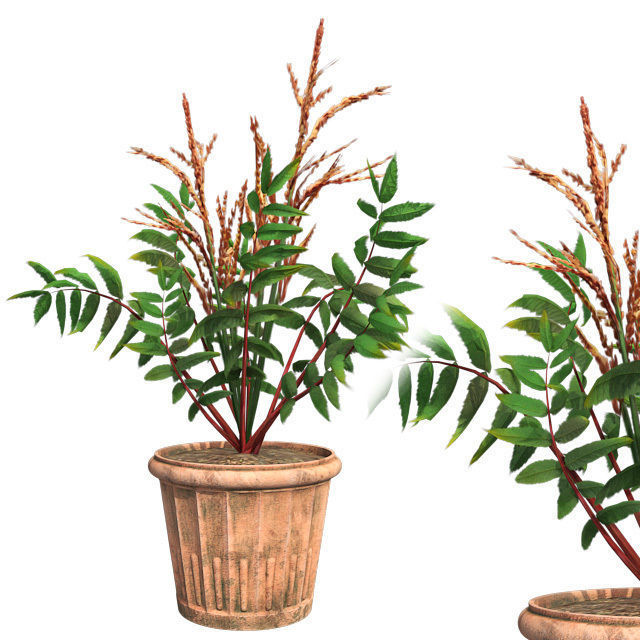 False Spirea in Pot Low-poly 3D model_1
