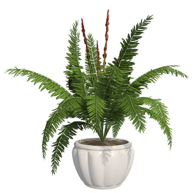 Cinnamon Fern in Pot Low-poly 3D model_1