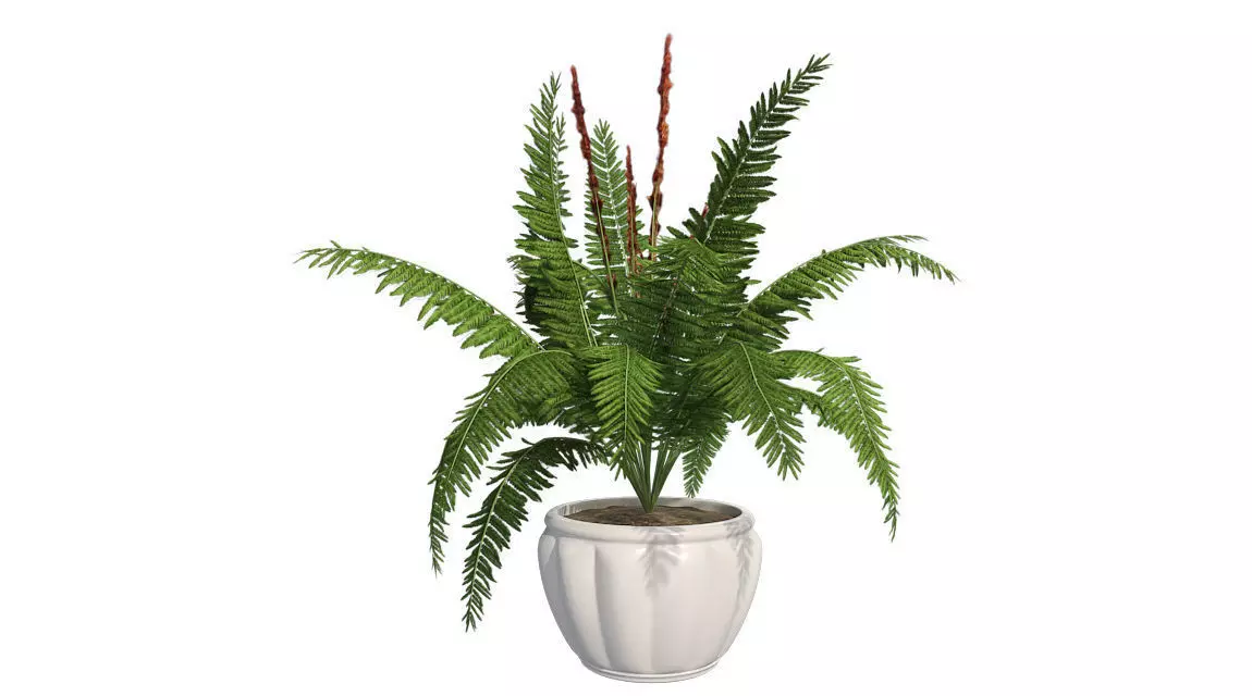 Cinnamon Fern in Pot Low-poly 3D model_0