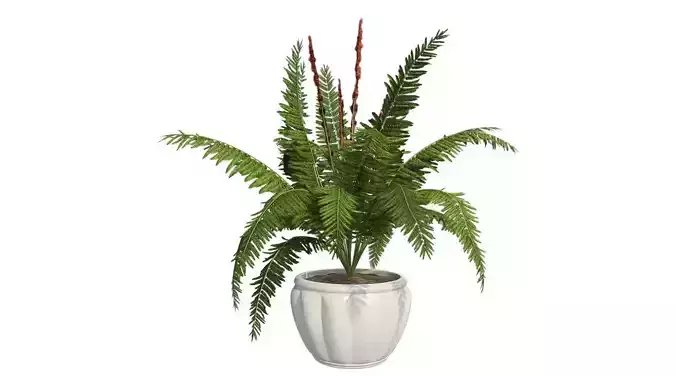 Cinnamon Fern in Pot Low-poly 3D model